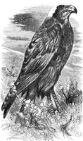 AAT50271.JPG