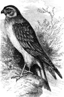 AAT50270.JPG