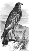 AAT50269.JPG