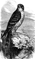 AAT50265.JPG