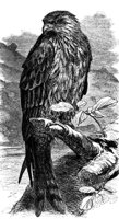 AAT50259.JPG