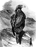 AAT50252.JPG