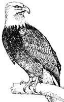 AAT50238.JPG
