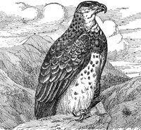 AAT50236.JPG