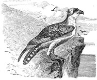 AAT50231.JPG