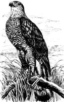 AAT50227.JPG
