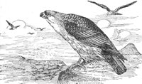 AAT50223.JPG