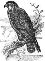 AAT50215.JPG