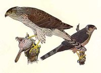 AAT50180.JPG