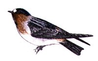 AAS50911.JPG