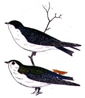 AAS50910.JPG