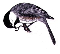AAS50908.JPG