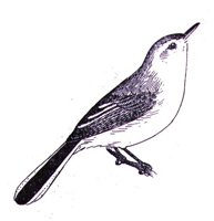 AAS50907.JPG