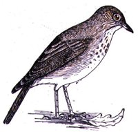 AAS50900.JPG