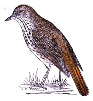 AAS50899.JPG