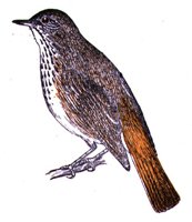 AAS50898.JPG
