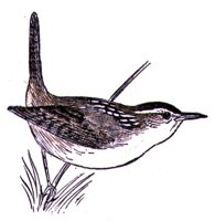 AAS50895.JPG
