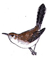 AAS50893.JPG