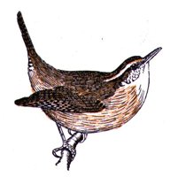 AAS50892.JPG