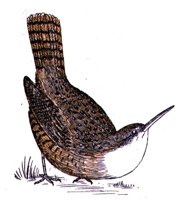 AAS50891.JPG
