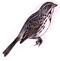 AAS50885.JPG