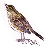 AAS50879.JPG