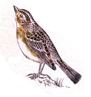 AAS50878.JPG