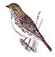 AAS50877.JPG