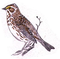 AAS50875.JPG