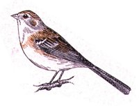 AAS50874.JPG