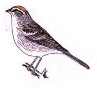 AAS50873.JPG