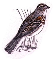AAS50871.JPG