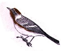 AAS50849.JPG