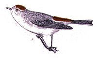 AAS50848.JPG