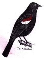 AAS50818.JPG