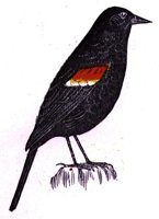 AAS50816.JPG