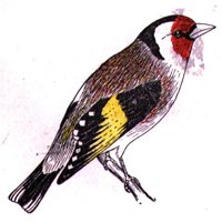 AAS50813.JPG