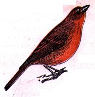 AAS50799.JPG