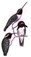 AAS50793.JPG