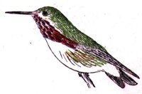 AAS50791.JPG