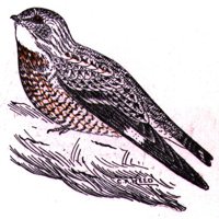 AAS50786.JPG