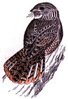 AAS50784.JPG