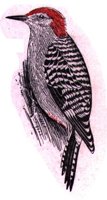 AAS50778.JPG