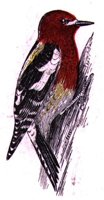AAS50774.JPG