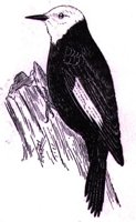 AAS50772.JPG