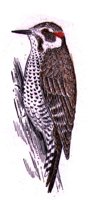 AAS50771.JPG