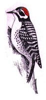 AAS50770.JPG