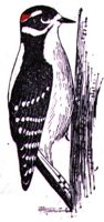 AAS50767.JPG