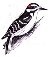 AAS50764.JPG