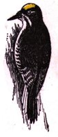 AAS50763.JPG